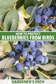 Despite the problems, i think they are a great addition to my garden. How To Protect Blueberries From Birds Gardener S Path