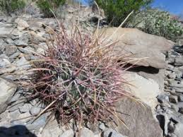 For more information, visit cocactus.org. Recent Events For The Cactus And Succulent Society Of New Mexico