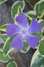 Image result for Vinca major