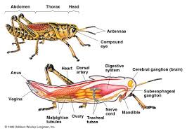 Grasshopper Parts Hewan Gambar Hewan Gambar