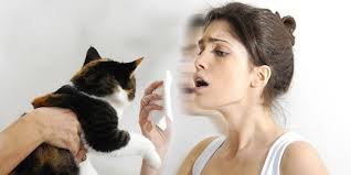 Kedi Alerjisine Ilacli Tedavi