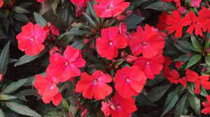 Because new guinea impatiens require regular watering, be sure you plant them around plants. New Guinea Impatiens How To Grow And Care For New Guinea Impatiens Rayagarden