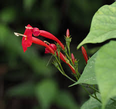 Image result for Ipomoea hederifolia