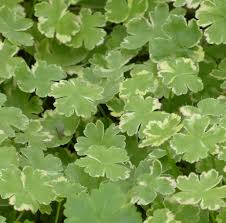 Image result for Hydrocotyle sibthorpioides