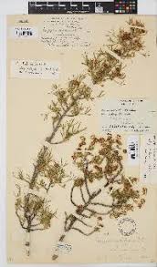 Image result for Euryops subcarnosus