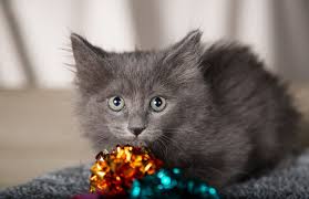 He is both an inside and outside cat and we have noticed in the last two weeks. Eye Problems In Kittens
