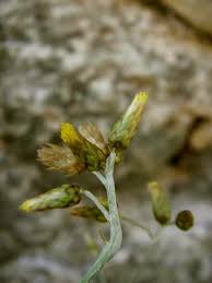 Image result for Helichrysum quartinianum