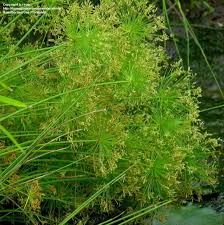 Image result for Cyperus prolifer