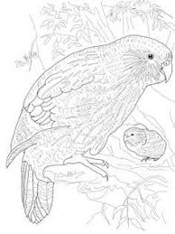 New Zealand Native Birds Pictures Black And White Google Search Bird Coloring Pages Animal Coloring Pages Owl Coloring Pages