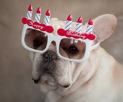 Send happy birthday wishes funny grumpy candle band video. Afbeeldingsresultaat Voor Happy Birthday Bulldog Happy Birthday French Bulldog Bulldog Happy Birthday French Bulldog Funny