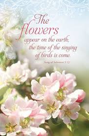 Look at the birds of the air; Pin On Bible Song Of Solomon