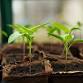 Weedy Wednesday event image