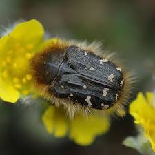 Image result for Tropinota hirta