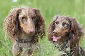 Purebred puppies, designer puppies, responsible breeders Things You Should Know About Shelter Dogs In 2021 Dachshund Dogs For Sale Dachshund Puppies Shelter Dogs
