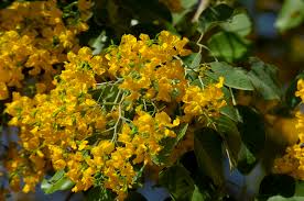 Image result for Pterocarpus rotundifolius