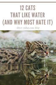 They can climb and jump. 12 Cats That Like Water And Why Most Hate It Litter Robot Blog