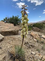 In most cases, cactus will do well in pots as long as you remember three things. Cacti Capitol Reef National Park U S National Park Service