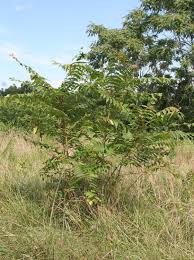 We did not find results for: Tree Of Heaven Mizzou Weedid