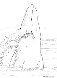Students can color a grey whale coloring page. Whale Coloring Pages Magnetic Marine Mammals