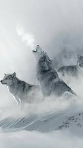 Tom Paxton Tompax11 Twitter Wolf Dog Animals Wolf Pictures