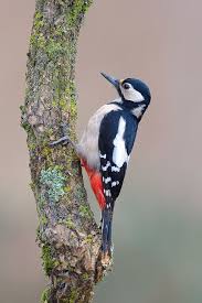 Spotted Bird With Red Patch On Back Of Head Great Spotted Woodpecker Dendrocopos Major Female Photo By Dean Mason Via 500px Found Throughout Europe An Spotted Woodpecker Woodpecker Birds