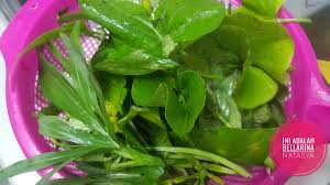 Resep sayur santan daun singkong mp3 duration 6:15 size 14.31 mb. Resepi Pucuk Keledek Masak Lemak Putih Ini Adalah Bellarina Natasya