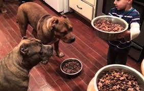 Dog food for pitbulls guide. Best Dog Food For Pitbulls Pitbull Puppies