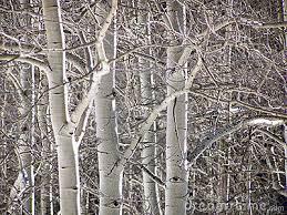 Vector birch or aspen trees with snow and love birds. Winter Aspen Trees