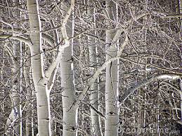 Both species of aspen trees enjoy a wide geographical range, especially the quaking aspen, which has the distinction of growing from coast to coast across north america. Winter Aspen Trees