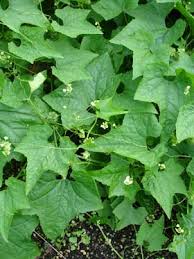 Image result for Sicyos