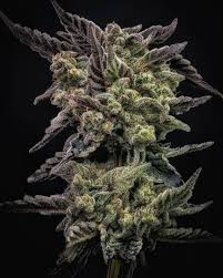 Download bank x home 7.1.7 for mac from our website for free. Mac Mosa Mimosa X Mac Stomper Deeply Rooted Seed Bank