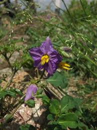 Image result for Solanum torreanum