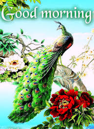 Good Morning Love Images Good Morning With Peacock 650x891 Wallpaper Teahub Io
