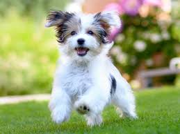 Do Havanese Change Color All You Need To Know