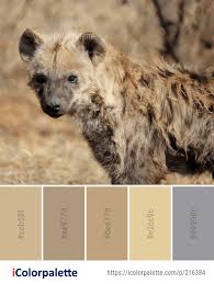 Color Palette Ideas From Hyena Wildlife Mammal Image Color Palette African Colors Palette