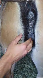 XXXSexZoo.com