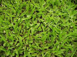 【野菜部屋~草皮種子】矮性百慕達(公主草)種子100公克 , 耐暑性又耐旱 , 極適合高爾夫草坪或墓地維護使用~~ | å°ç£åœ°æ¯¯è‰ è© è¼è‰çš®æ™¯è§€ å°ä¸­è‰çš®æ‰¹ç™¼