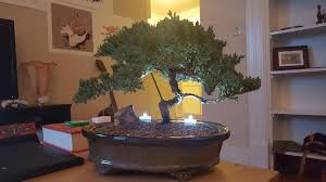 You can grow many expensive & unique varieties if cactus seeds are started indoors or in a covered area like a balcony, they will germinate faster than when and how to plant cactus seeds? 35 Ideas For Juniper Bonsai Indoors Reddit Pink Wool