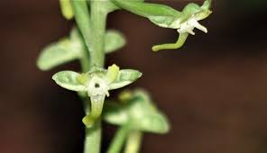 Image result for Sorghastrum fuscescens