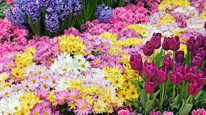 Flowers Garden Hd Wallpapers Pictures Of Spring Flowers Spring Flowers Free Flower Wallpaper
