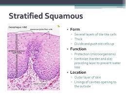 Pin By Justin Taphorn On Epithelial Tissue Cell Forms Layers Of Skin Cavities