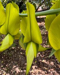 Image result for Crotalaria agatiflora
