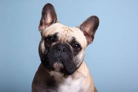 Bulldogs and french bulldogs warning #4: French Bulldog What To Know About The Mischievous Frenchie Perfect Dog Breeds