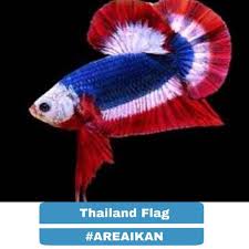 Super Rare Thailand Flag Pattern Plakat Betta Fish Credit To Areaikan On Instagram As The Owner Of This Photo Ikan Cupang Ikan