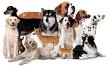 TYPES OF DOGS - Dog Names and Breeds