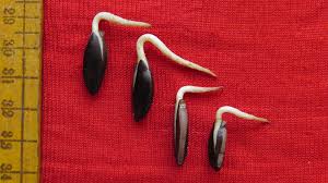 Recalcitrant seeds, when available, are best planted as soon as possible after ripening and dispersal. How Do You Save An Endangered Tree From Extinction When You Can T Save Its Seeds The Revelator