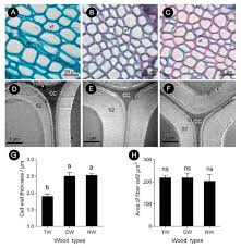 Since chocolate has been consumed for thousands of years in mexico , and the rest of the americas, with the drink , and mole sauces , more geniuses should be borne from these areas. Ijms Special Issue Plant Cell And Organism Development
