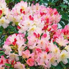 Spring Hill Nurseries 4 In Pot Percy Wiseman Rhododendron Live Potted Plant With Pink Flowering Shrub 1 Pack 74302 The Home Depot In 2020 Spring Hill Nursery Flowering Shrubs Rhododendron