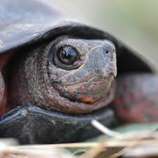 Image result for turtle