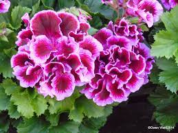 Check spelling or type a new query. Regal Pelargonium Fareham Geranium Plant Container Flowers Pelargonium